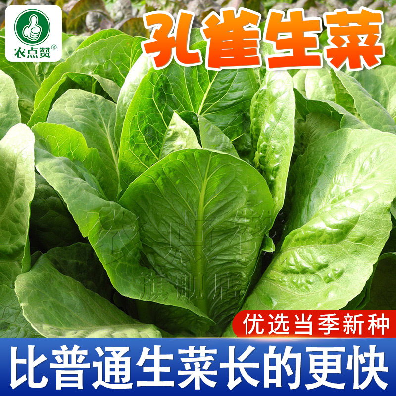 沙拉菜种籽孔雀菜子直立生菜籽