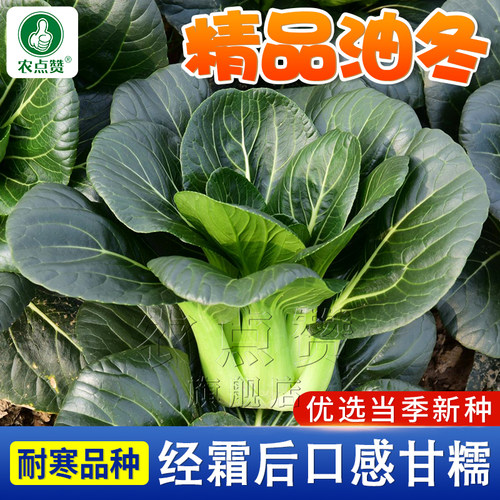 [耐寒]精品油冬青菜种子