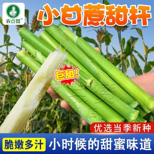 高粱小甜杆种子小甘蔗籽种