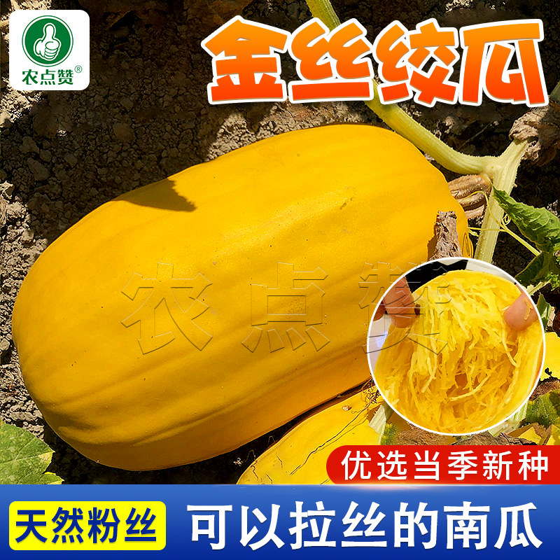【天然粉丝瓜】金瓜种籽金丝绞瓜种子茭瓜角瓜面条瓜鱼翅瓜南瓜孑