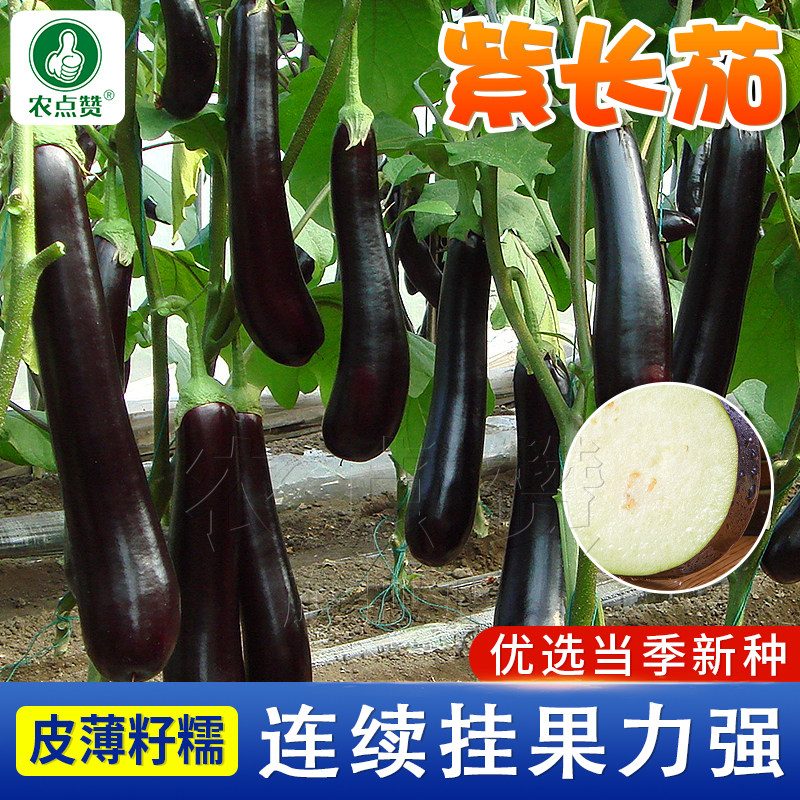 紫茄子种籽老品种长茄子种子东北黑茄子大紫茄种孑夏秋抗热蔬菜籽