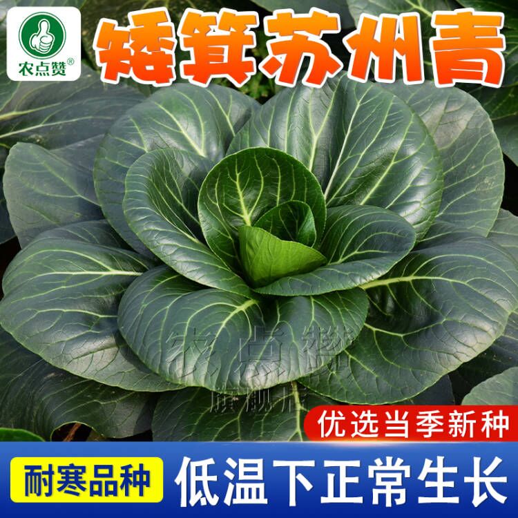 苏州青青菜种子大全秋冬耐寒青菜种籽矮脚油菜种孑四季黑叶蔬菜籽