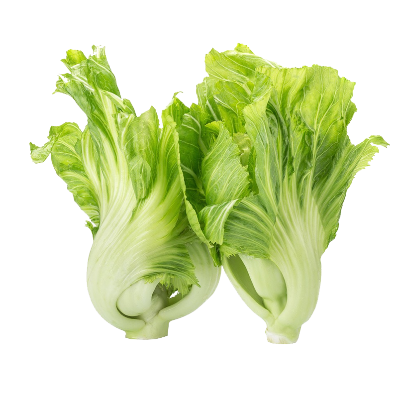 包心芥菜种籽咸菜东北酸菜灯笼甜介菜种孑蔬菜籽大肉鸡心芥菜种子