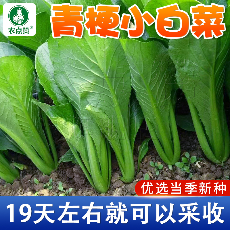 青梗菜种籽速生四季盆栽
