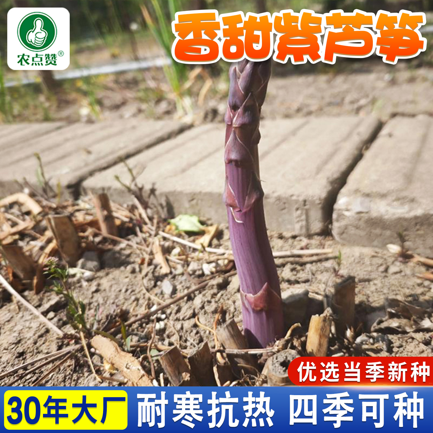 农点赞阳台紫色芦笋种子高产多次