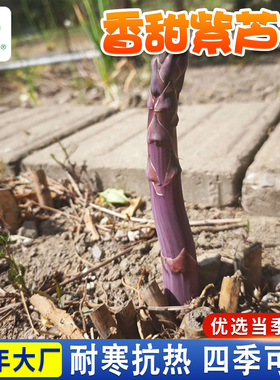 四季紫芦笋种子多年生庭院阳台盆栽蔬菜种子紫色芦笋香笋脆笋种籽