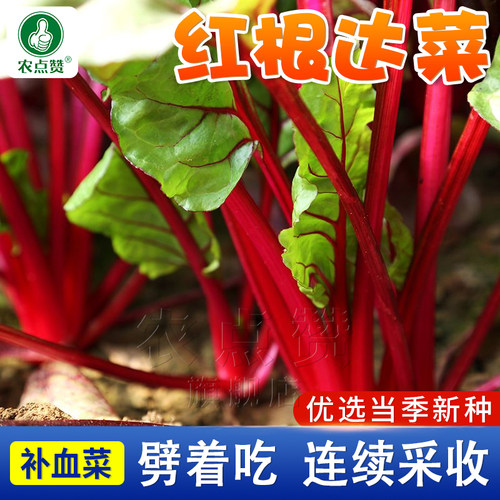 四季红牛皮种子根达菜阳台蔬菜