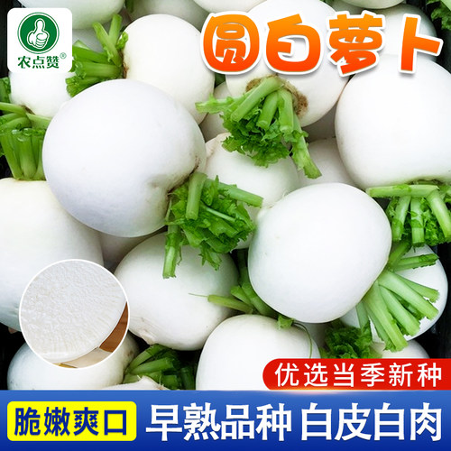 [秋冬蔬菜种籽]萝卜种子大全