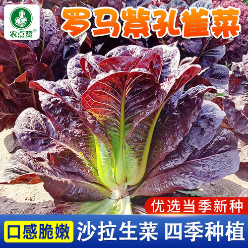 农点赞四季庭院阳台紫孔雀菜生菜