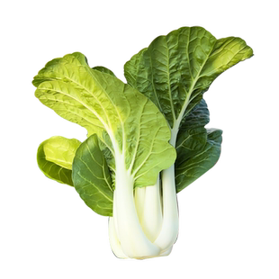 [大田种植]雪白菜种子早熟甜白菜奶白菜种籽快菜黑叶白菜种子大全