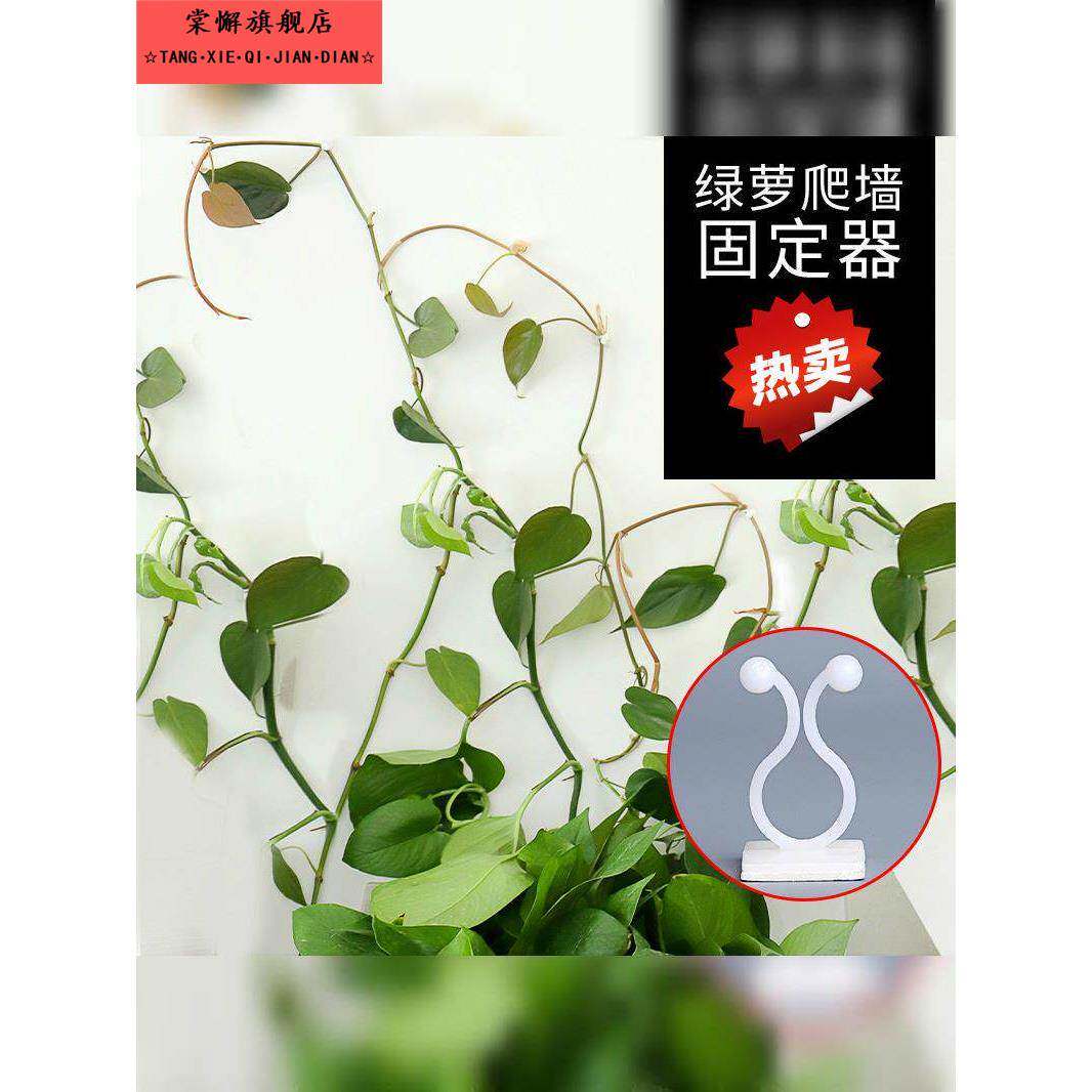 绿植固定器垂吊安装花草绿罗客厅粘钩花藤分支自夹缠绕花枝墙壁蔓