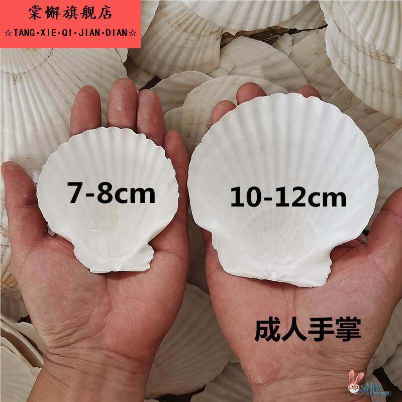 扇贝壳烧烤用蒜蓉粉丝手工白红色大小蒸夏威夷半壳大托盘贝壳包邮