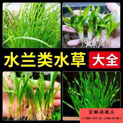大水兰原生缸水草活体自养水下叶阴性后景草鱼缸造景淡水植物苦草