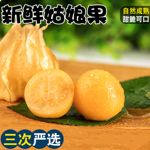 【精选】姑娘果新鲜大果特产水果灯笼果小金豆云南甜菇娘果