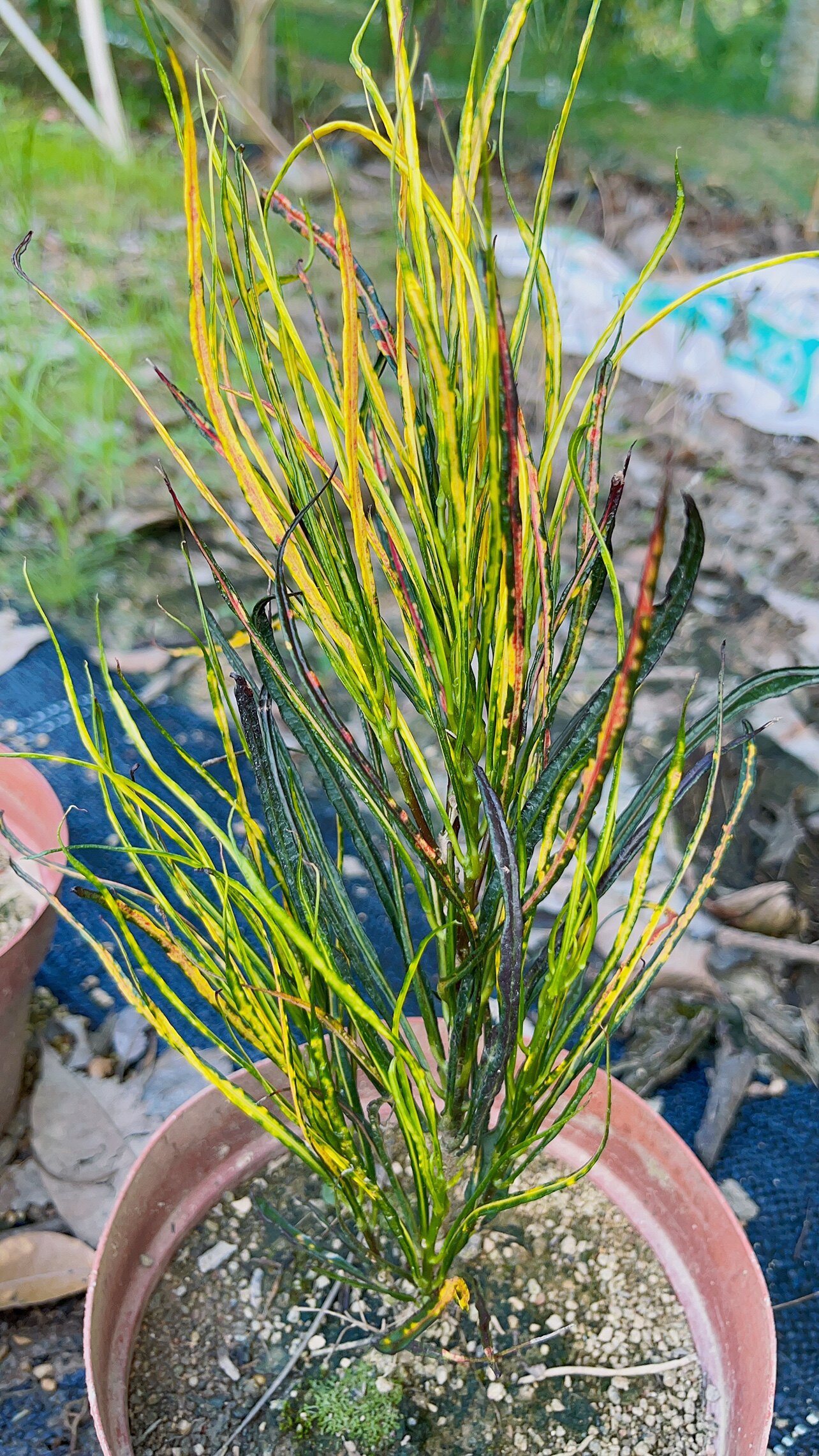 黄绿红渐变色 毕加索画笔变叶木