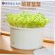 豆芽发芽盆育苗盘食品级家用生豆芽机黄绿豆芽罐V种植豌豆苗神器.