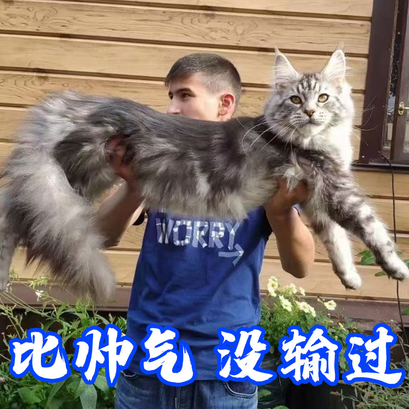 缅因猫幼猫纯种猫咪活物巨型西伯利亚森林猫烟灰黑棕虎缅因长毛猫