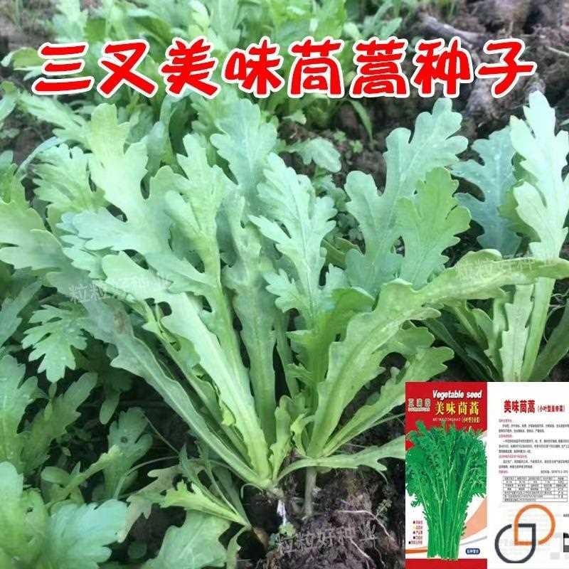 种籽种三叉菜皇帝茼蒿子 香味横溢 多次采收四季播春夏秋耐热耐寒 鲜花速递/花卉仿真/绿植园艺 家庭园艺种子 原图主图