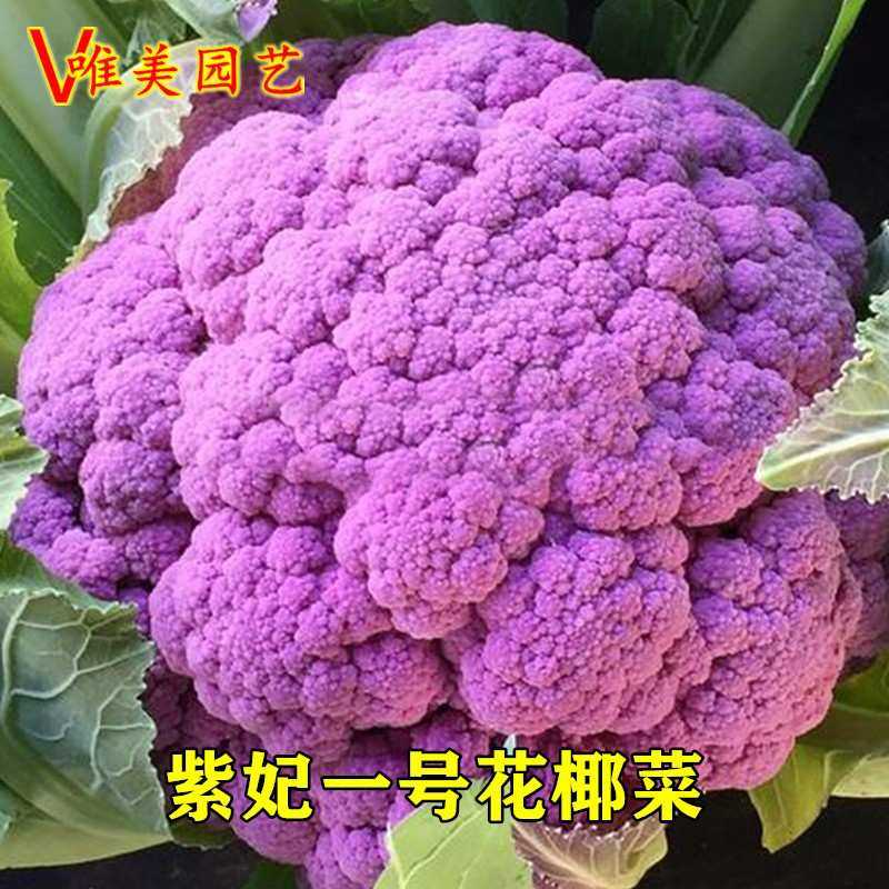 紫妃一号紫色花椰菜种籽紫花菜种子耐寒春秋季阳台盆栽蔬菜种孑籽