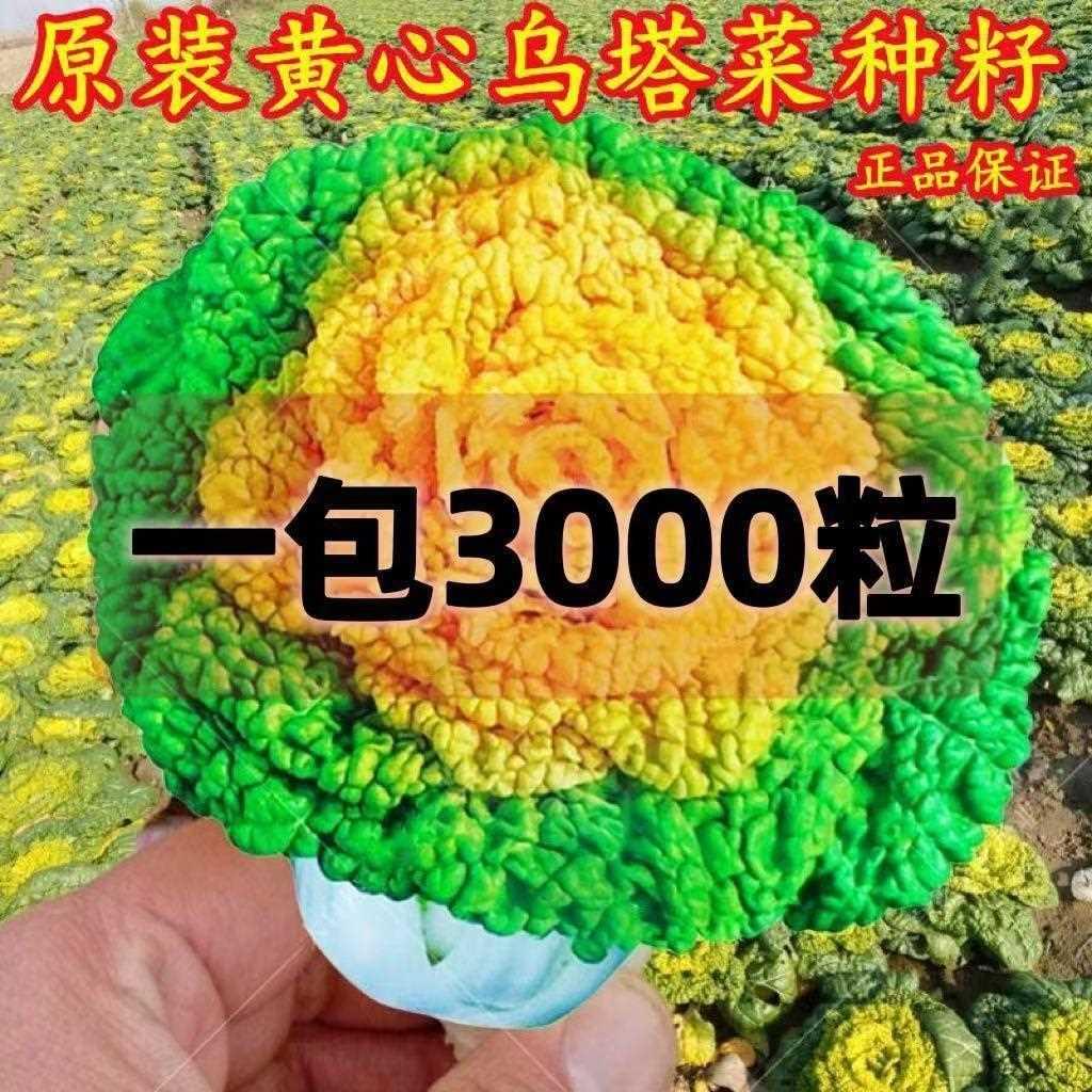 黄心种子黄耐寒乌塌菜心菜种籽菊花心菜籽种易种黄金乌蔬菜种子