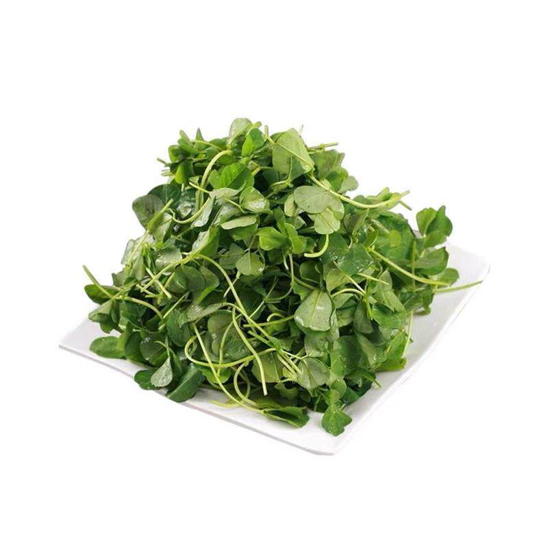 金花菜草头种子三叶种秧草大叶上海黄花苜蓿特产母齐头春秋季蔬菜