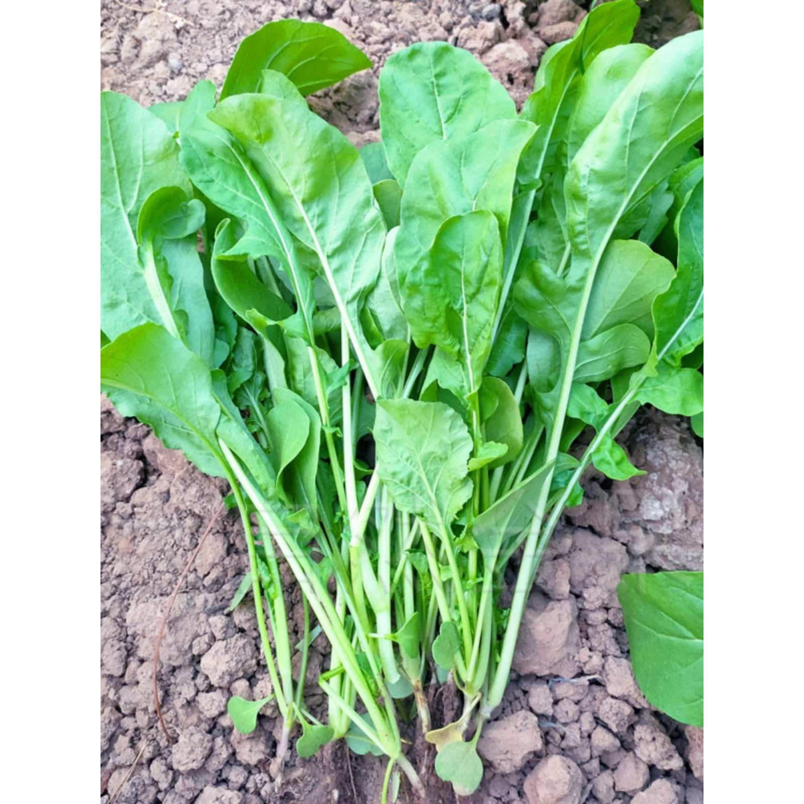 东北大叶臭菜种子生吃芝麻菜芸芥火箭生菜野菜籽春季四季蔬菜种孑