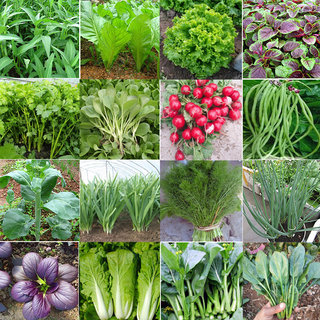 20种蔬菜种子套餐夏秋易种种籽春季盆栽菜冬季种青蔬菜菜种孑阳台