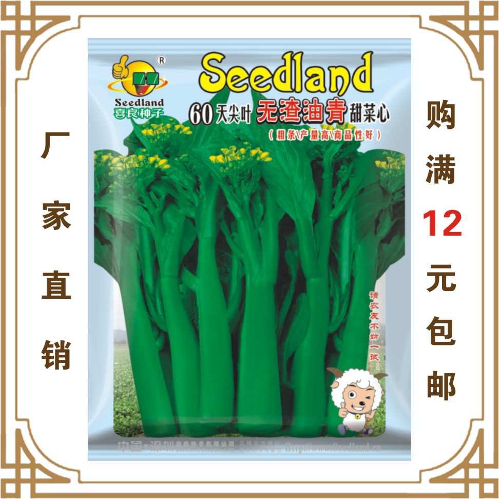 菜心种子 四季 60天尖叶无渣油青甜菜心 阳台盆栽 快速菜心青菜籽
