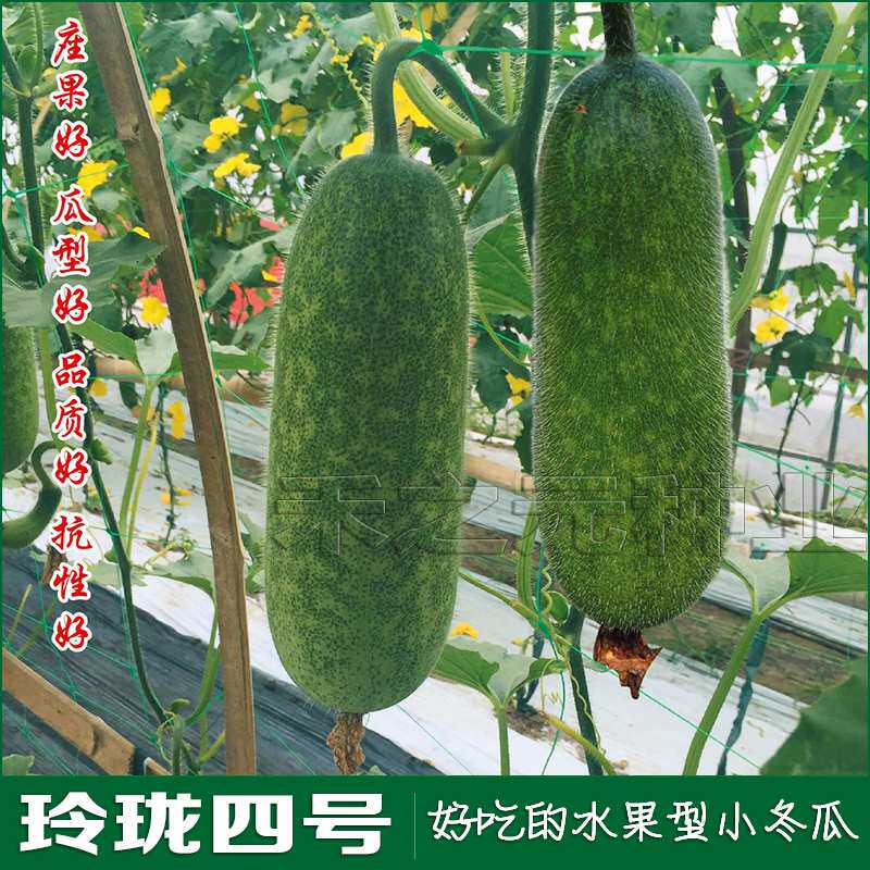 玲珑四号小冬瓜种子小节瓜四季种高产冬瓜种籽春季夏秋冬盆栽阳台
