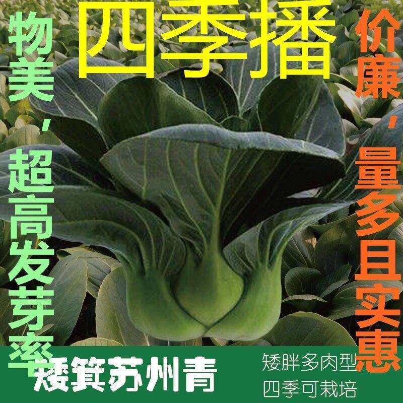 矮脚苏州青小油菜青菜种子上海青白快菜生菜种子耐热四季蔬菜种子