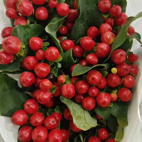 红豆火龙珠鲜切花水养观赏果枝