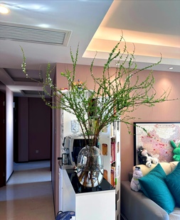 云南鲜支雪柳基地水培