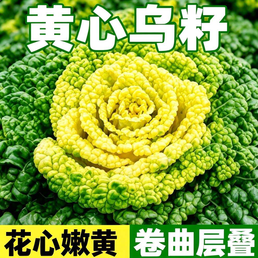 耐寒黄心乌塌菜黄心菜菊花心菜大白菜当季四季播蔬菜黄金乌