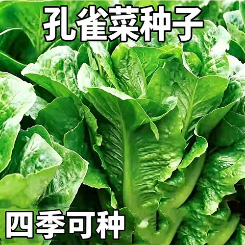 孔雀菜种罗马沙拉生菜种籽四季水培意大利生菜种孑春秋冬蔬菜种子