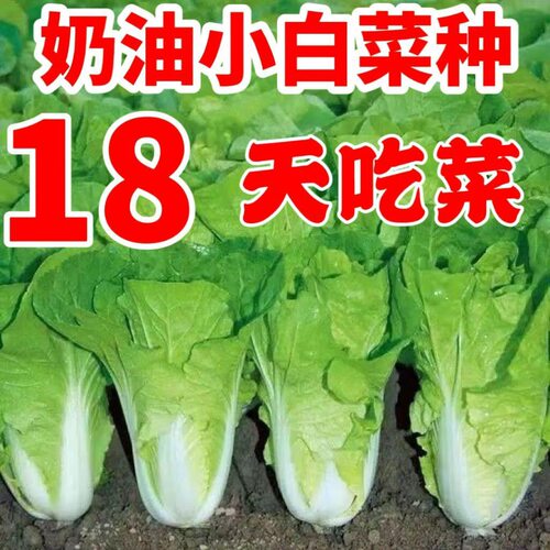 18天速生快菜四季奶油小白菜鲜嫩阳台小院高产耐热耐寒抗病蔬菜茽