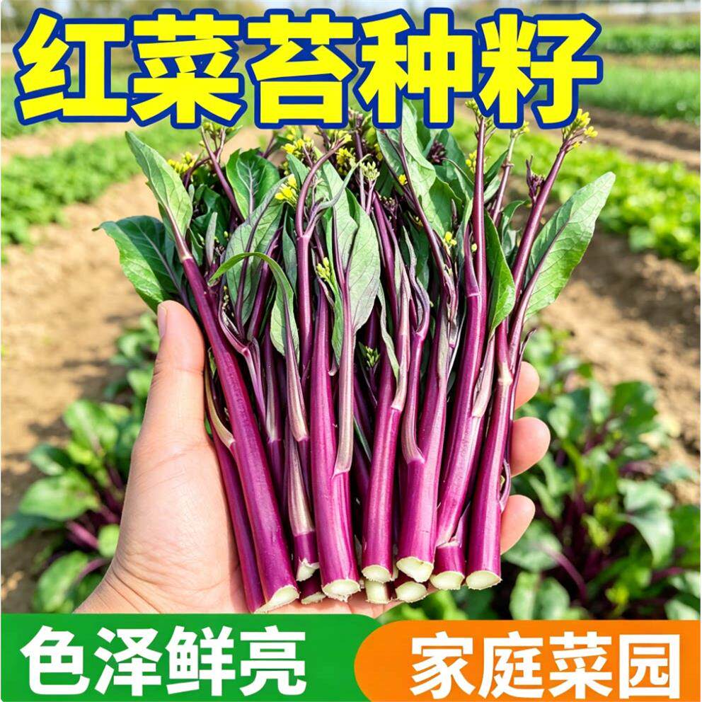 正宗红菜苔种子种籽柳叶蔬菜大全莱秋季秋冬菜籽菜种秧苗菜心