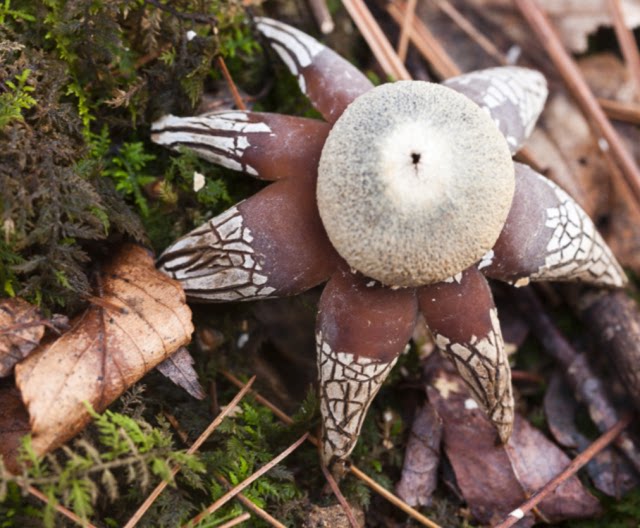 地星菌 米屎菰 地蜘蛛 量湿地星 土星菌 大孤 山蟹 石蟹菌