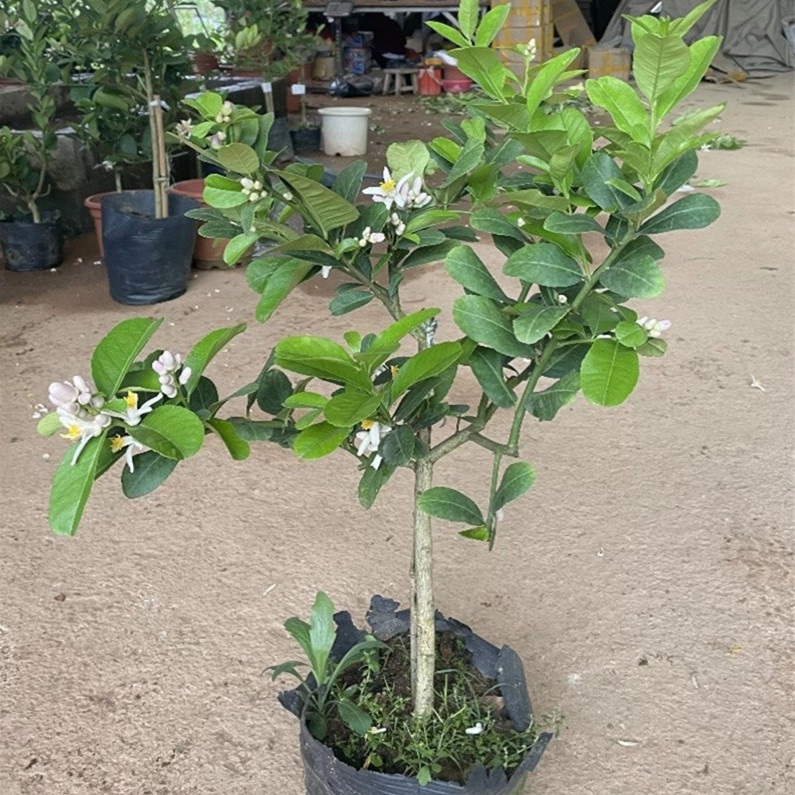 香水柠檬树苗树盆栽绿植大型室内客厅阳柠檬树下香水树肥料果树