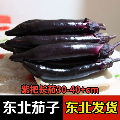 当天现摘新鲜东北紫茄子实惠满满