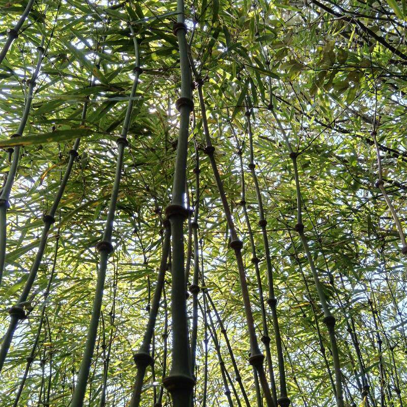 罗汉竹杆竹杖算盘文玩竹装饰摆件户外徒步登山杖防滑手杖拐棍竹子