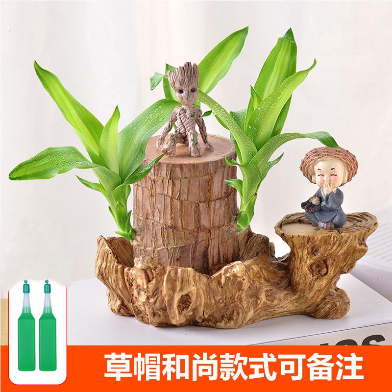 巴西木水养幸运木开花格鲁特小树人水培植物室内办公桌花绿植盆栽