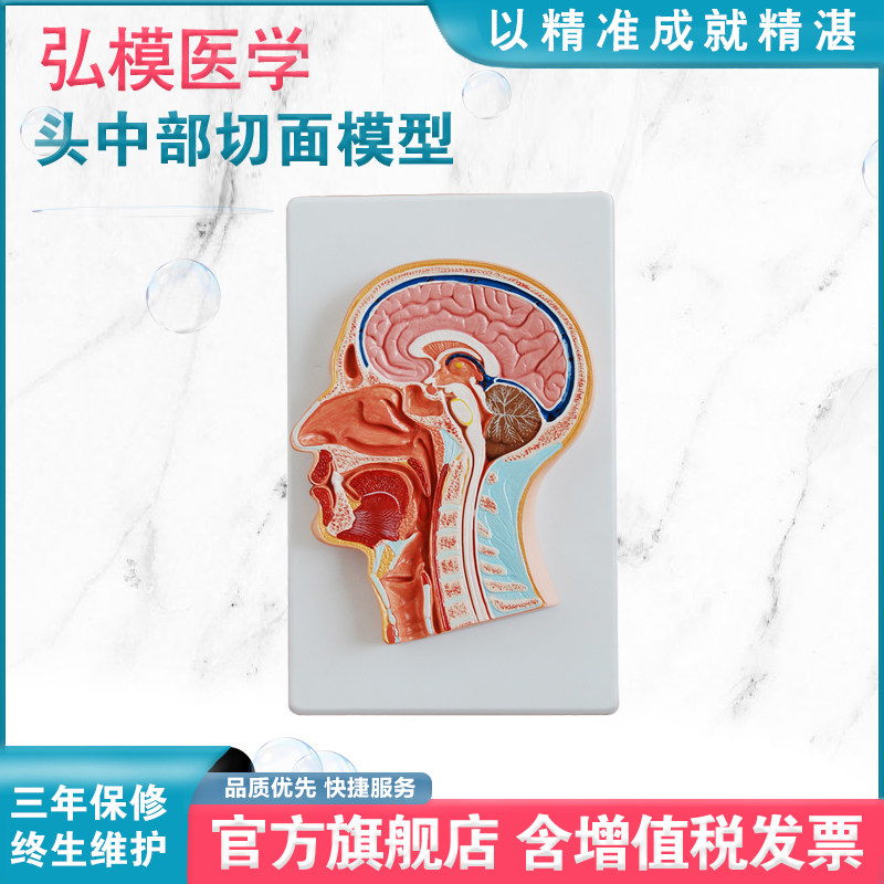 切面模型 额状切大脑模型颅骨耳鼻喉 头部脑部冠状切鼻咽腔解剖教具教