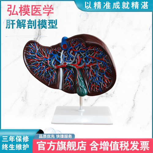 肝解剖模型弘模肝脏护理教学