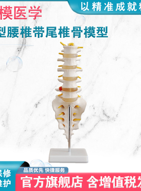 弘模HOM/XC119A小型腰椎带尾椎骨模型5节腰椎、骶骨、尾骨、有底座脊椎教学培训骨骼模型