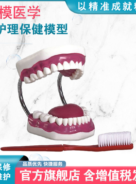 弘模HOM/K1牙护理保健模型（28颗牙，放大5倍）刷牙牙线护牙齿口腔护理练习模型牙齿清洁教学模具