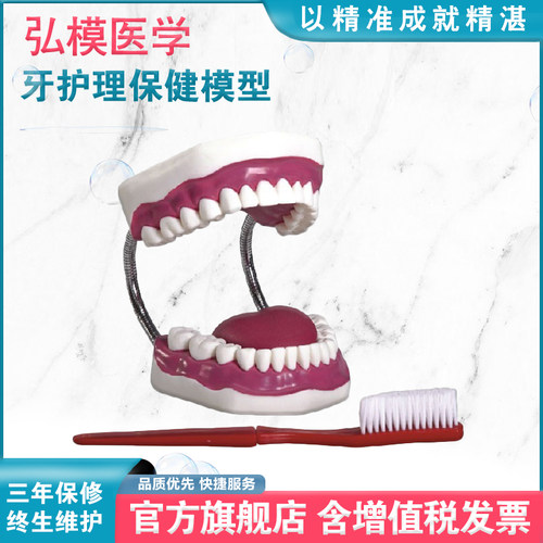 牙护理保健模型齿清洁教学模具