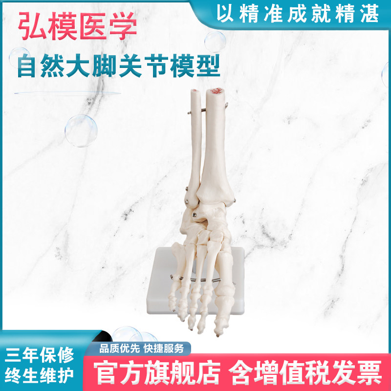 弘模hom/xc113自然大脚关节模型各种脚功能脚部解剖结构pvc脚骨摆件