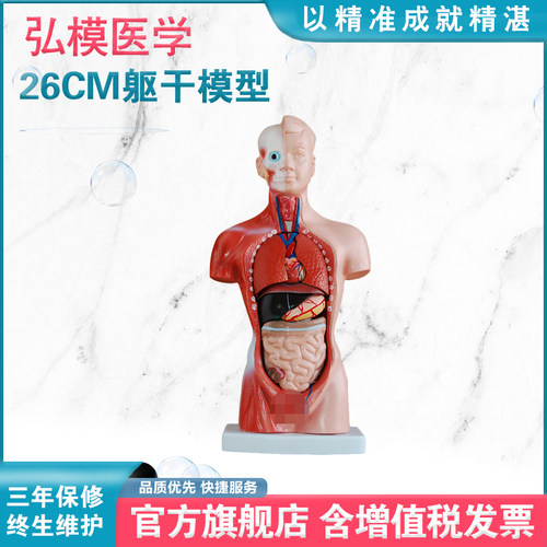 躯干教学模型弘模内脏器官可拆卸