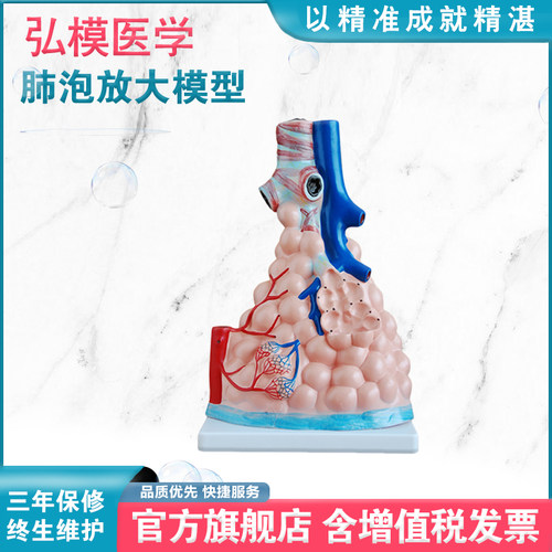 肺泡放大模型弘模细支气管分布