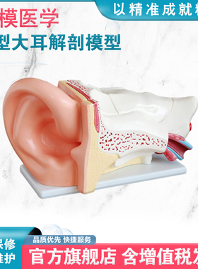 弘模HOM/XC303C新型大耳解剖模型5倍放大 外耳、中耳、内耳和平衡器官人体耳朵内部结构教学仿真模型
